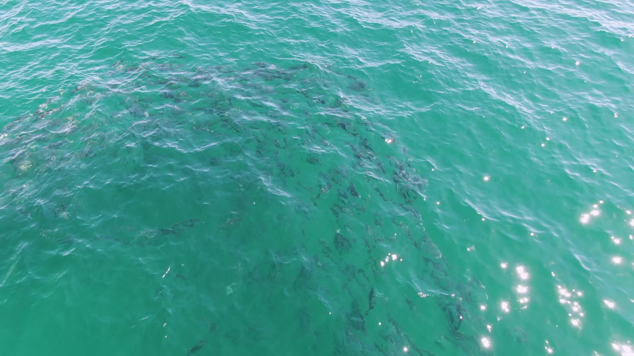 The fish school forms a loose swirling pattern beneath sunlit turquoise water at Buzzards Beach, Baja California Sur, with bright reflections near the center and no visible people.