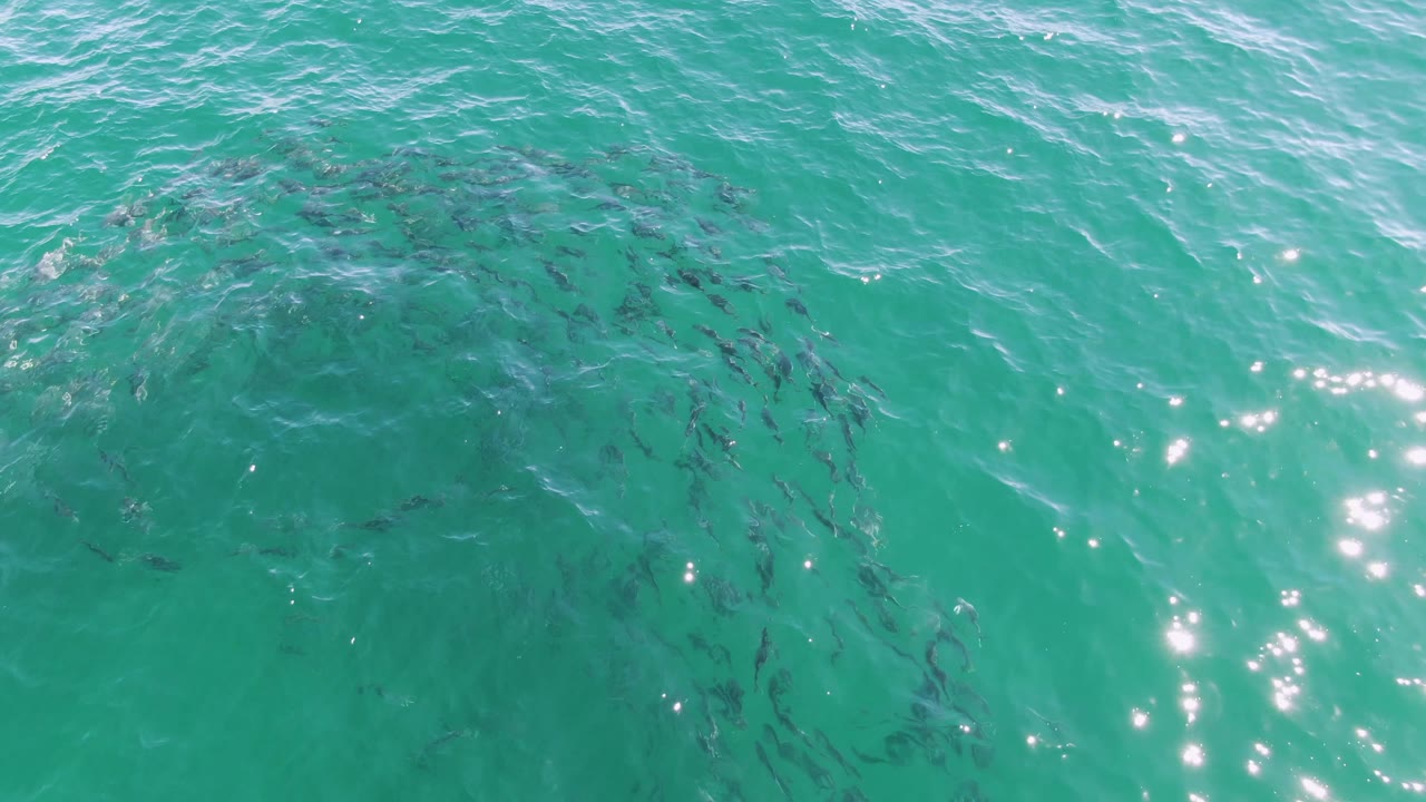 Fish school near left side under clear water