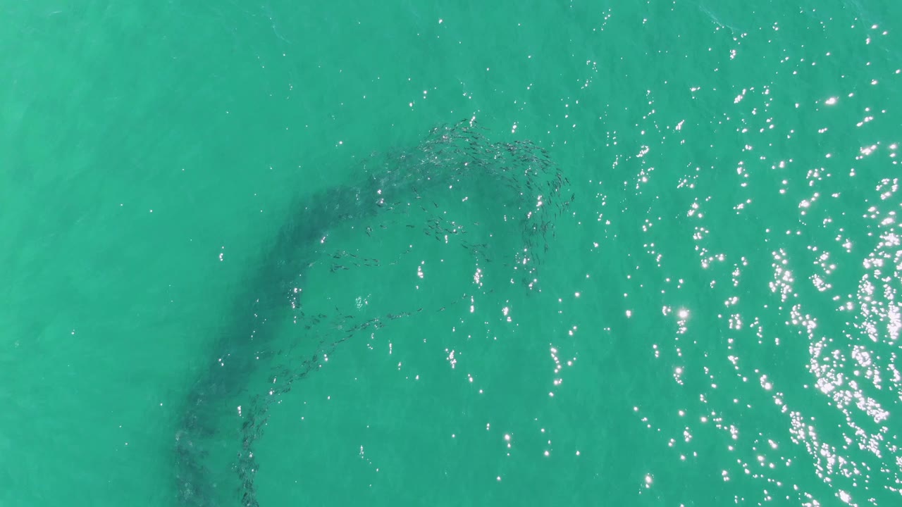 At Buzzards Beach in Baja California Sur, a dark curved school of fish sits beneath turquoise water with bright surface glints on the right and no visible people.