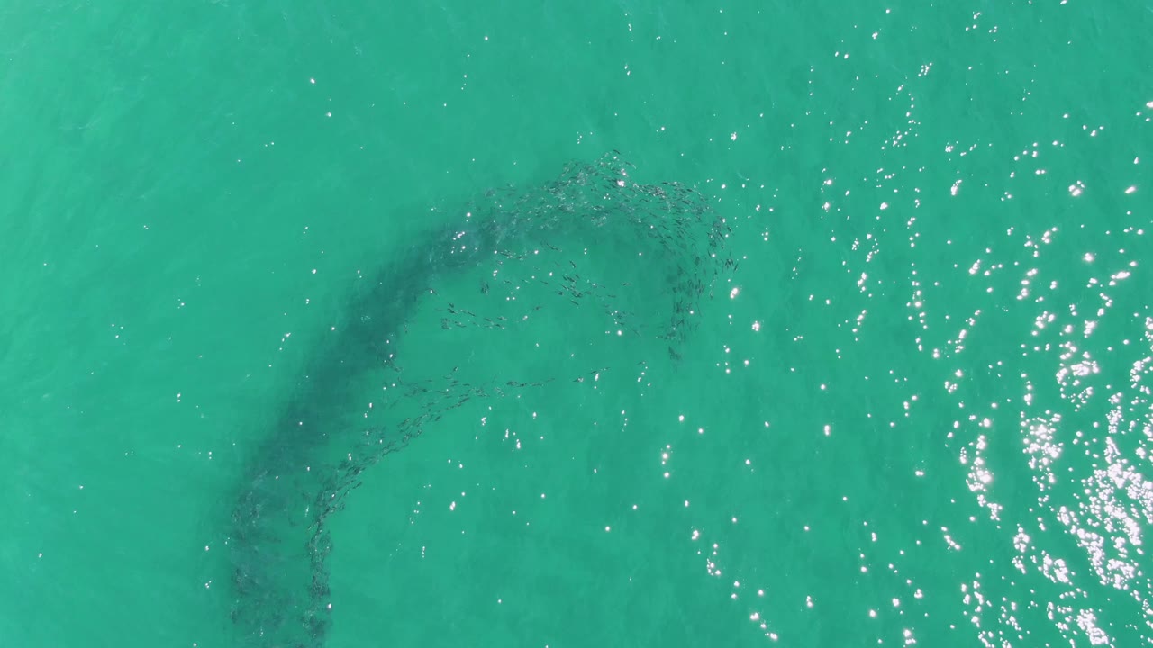 Dark fish school below turquoise ocean surface with bright ripples nearby.