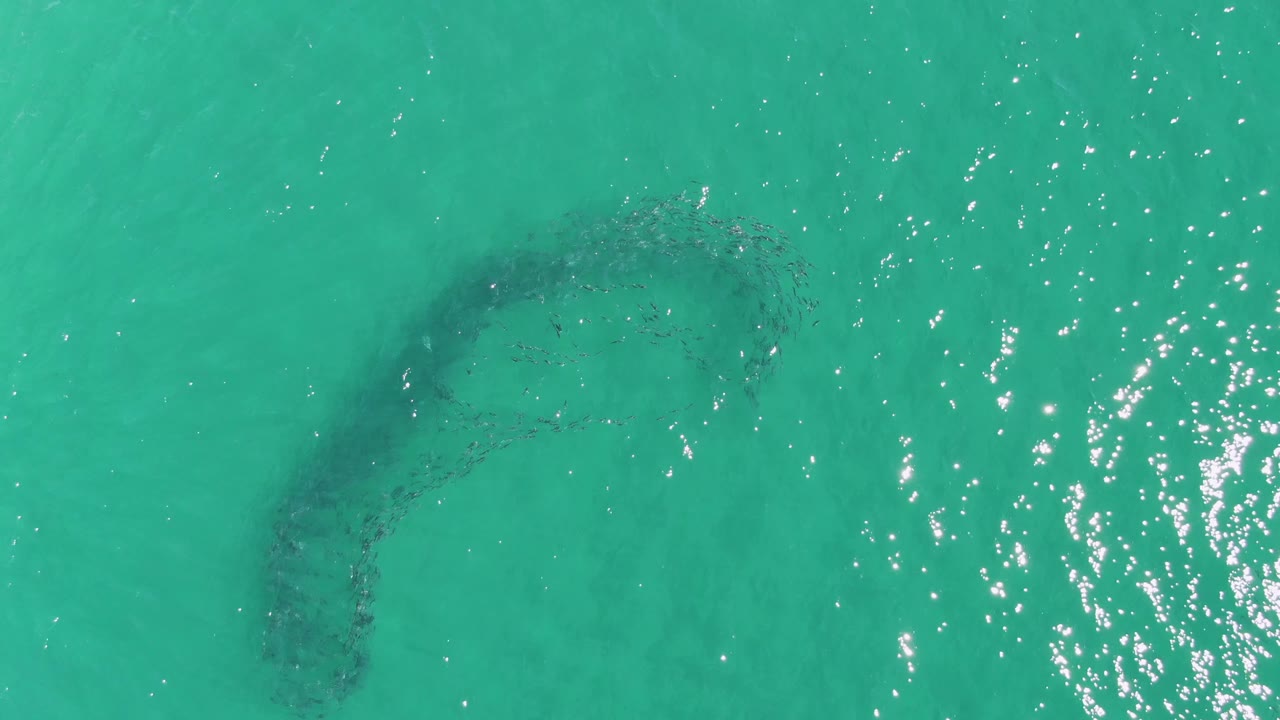 At Buzzards Beach in Baja California Sur, the fish group forms a hook-like curve under the water while dense white sun glints gather to the right, with no visible people.