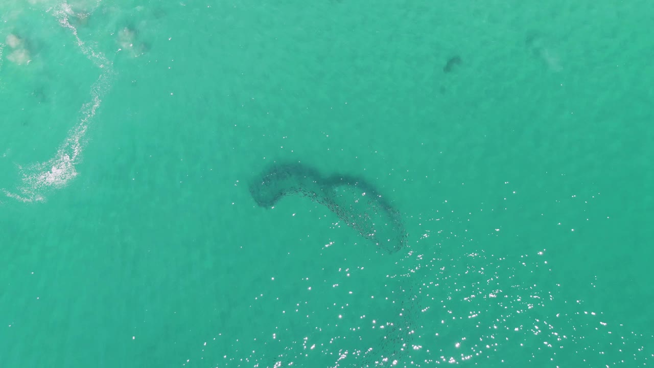 At Buzzards Beach in Baja California Sur, the school of fish forms a dark bent shape beneath turquoise water, with scattered sun glints across the lower half and no visible people.