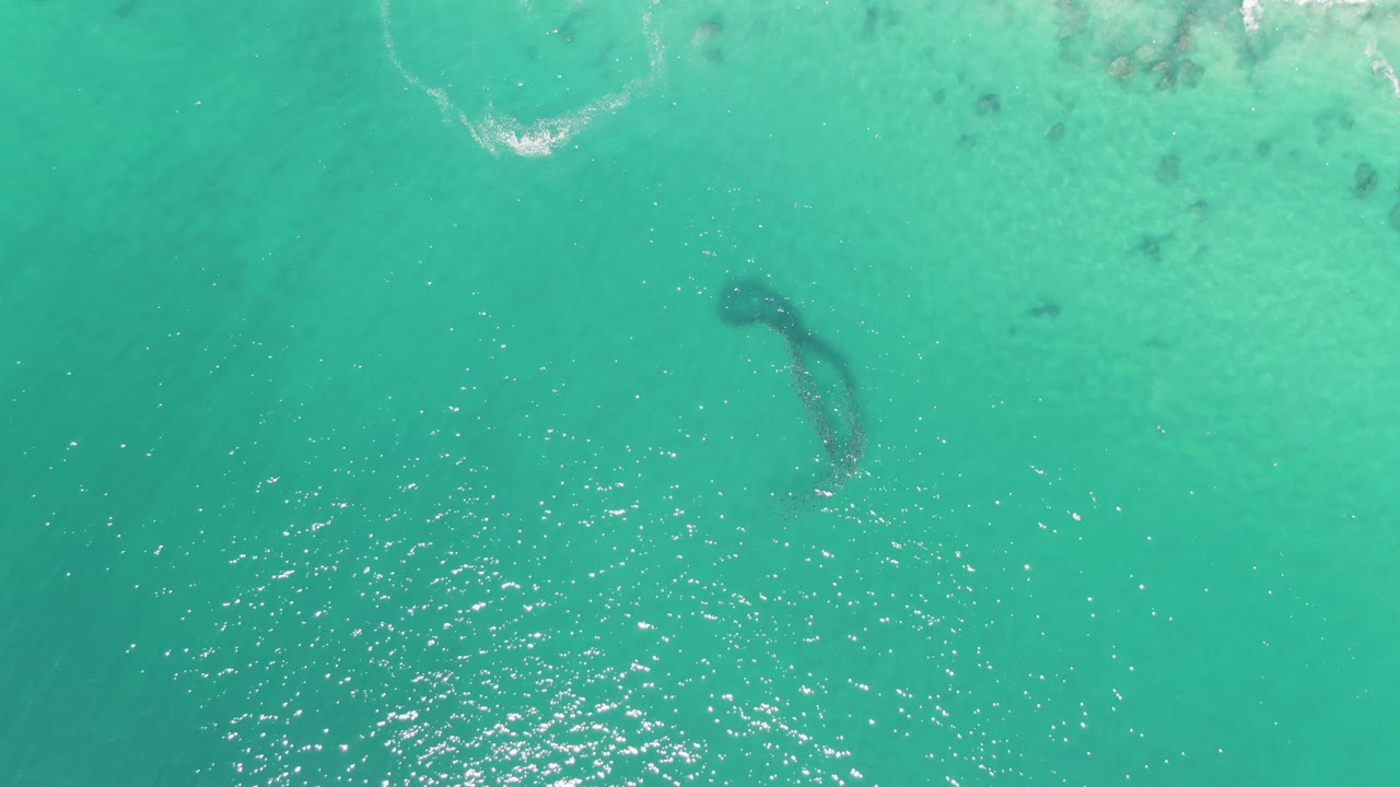 Aerial turquoise ocean with a dark marine animal below the surface.