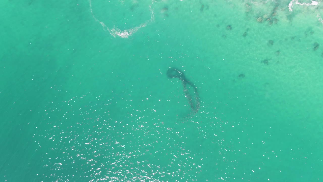 Aerial frame from Buzzards Beach, Baja California Sur, with the marine animal's dark form slightly farther across the turquoise water, white surface glints below it, and no visible people.