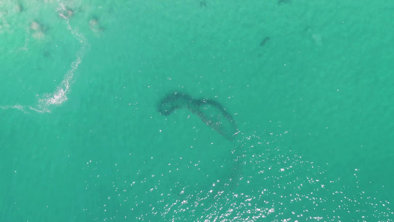 Overhead frame from Buzzards Beach, Baja California Sur, showing a dark submerged marine animal shape in clear turquoise water, pale foam near the left edge, bright surface flecks below, and no visible people.