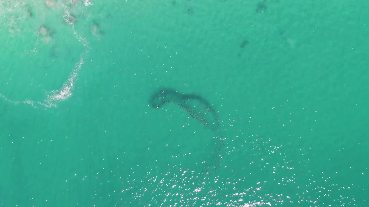 Overhead Buzzards Beach frame showing the dark submerged animal form centered below the green-blue water surface, with broken white sparkle in the lower frame, faint foam at upper left, and no visible people.