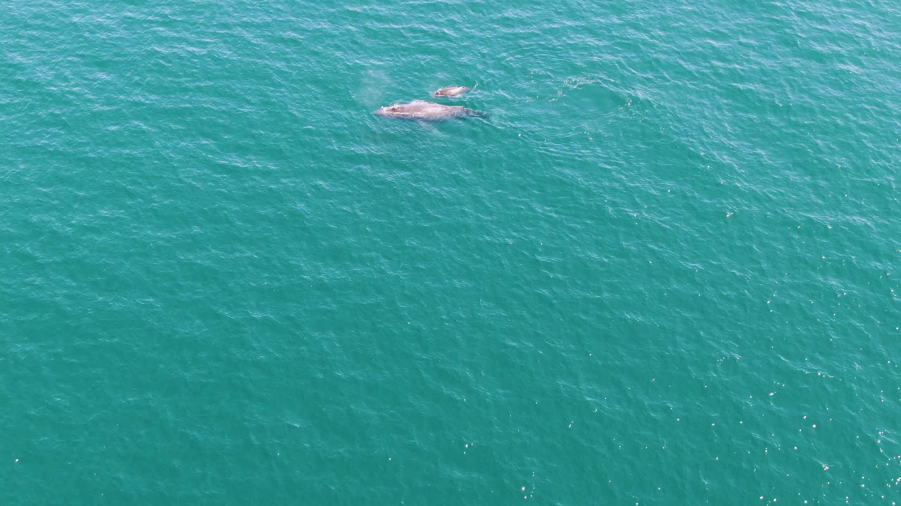 Whale near the surface in turquoise ocean water