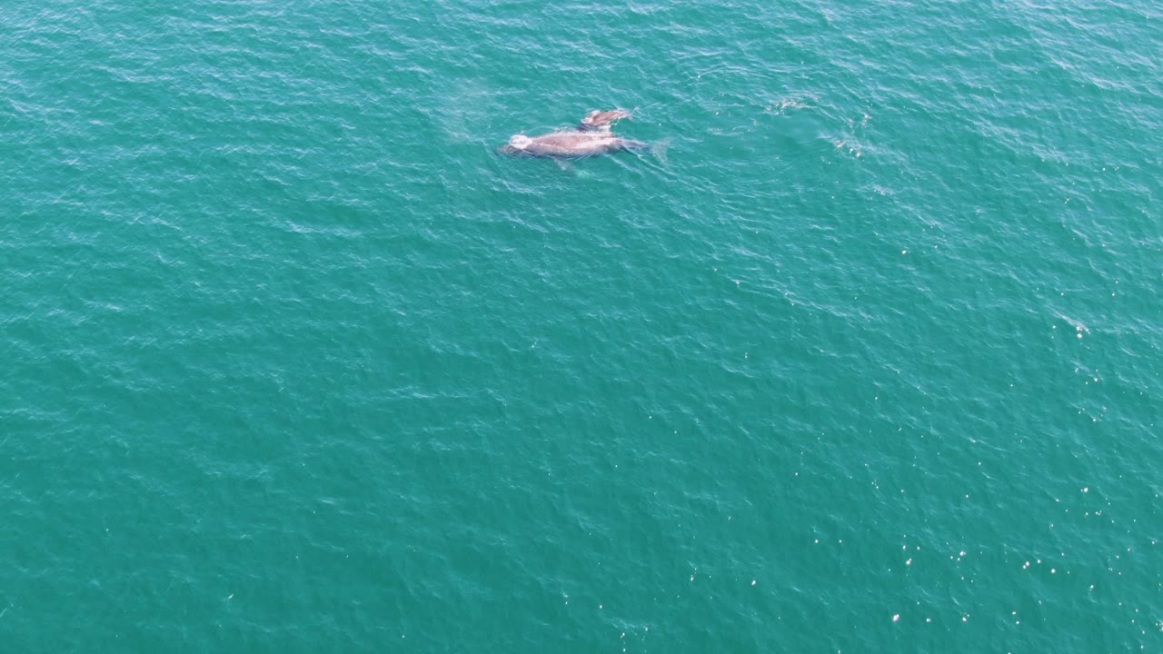 The whale remains near the water surface in Punta Gorda Beach turquoise ocean, with faint white disturbance around its back and no visible people.