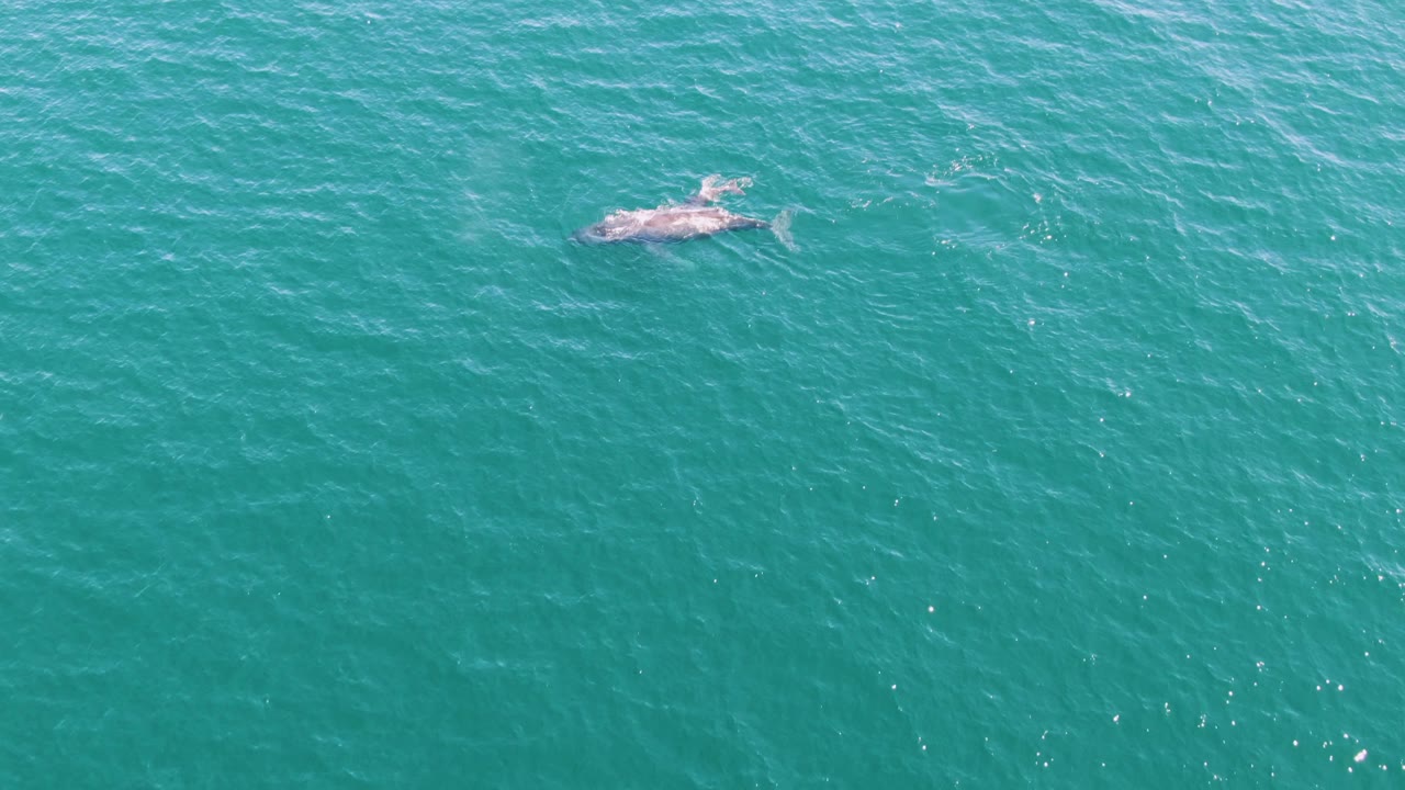 A whale appears near the upper part of the overhead frame in turquoise ocean off Punta Gorda Beach, with a brighter patch of wake and no visible people.