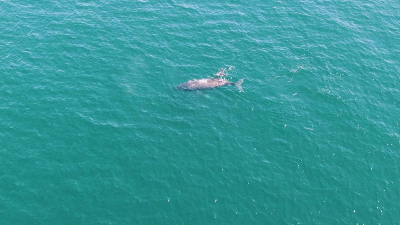 The whale sits left of center in an overhead view of Punta Gorda Beach ocean water, surrounded by rippled turquoise surface and no visible people.