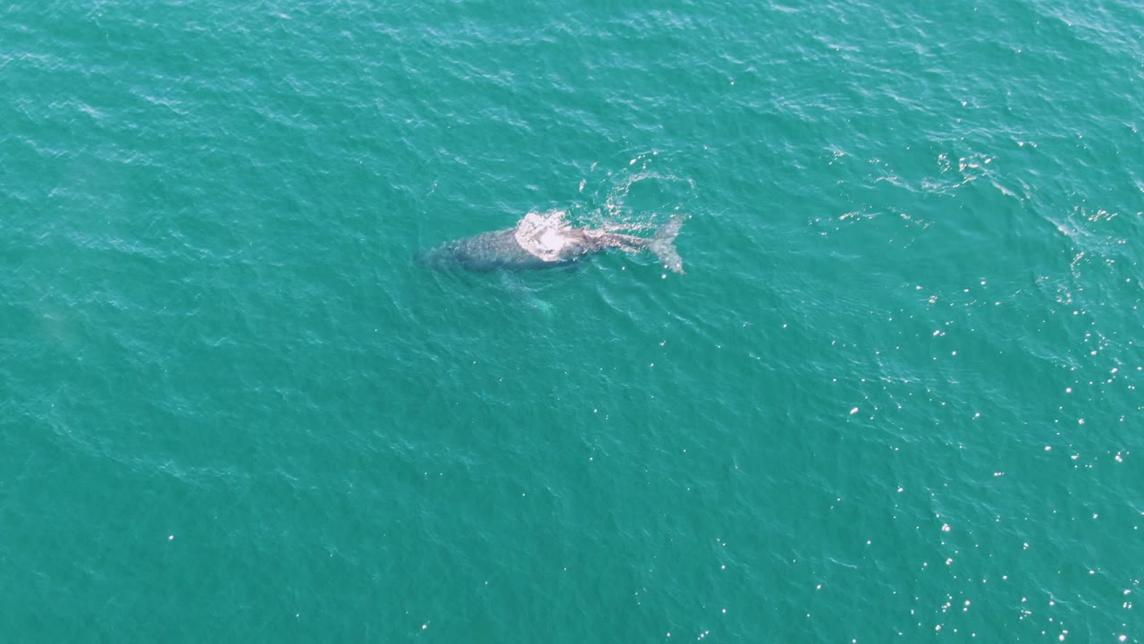 Overhead view of a whale near the surface in turquoise water at Punta Gorda Beach, Baja California Sur, with small ripples around its back and no visible people.