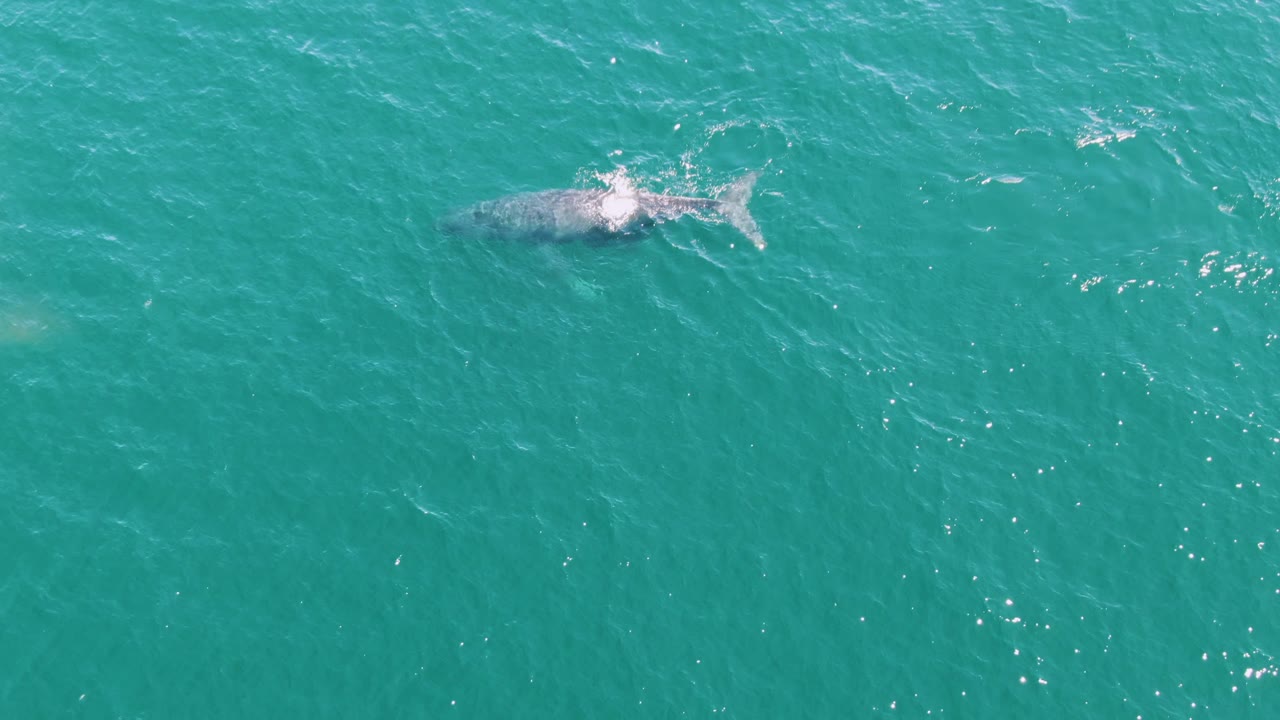 Whale body and tail visible below turquoise water.