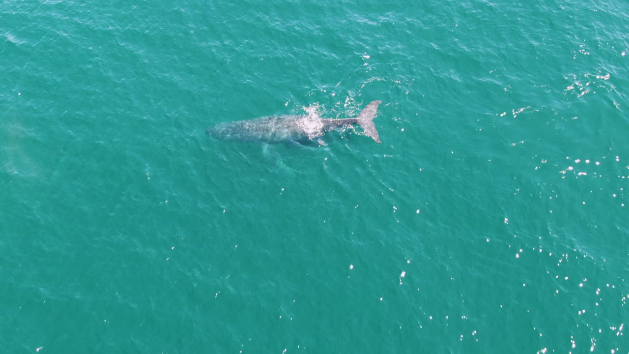 Top-down view of the whale in turquoise ocean near Punta Gorda Beach, with brighter white splash over the body and no visible people.