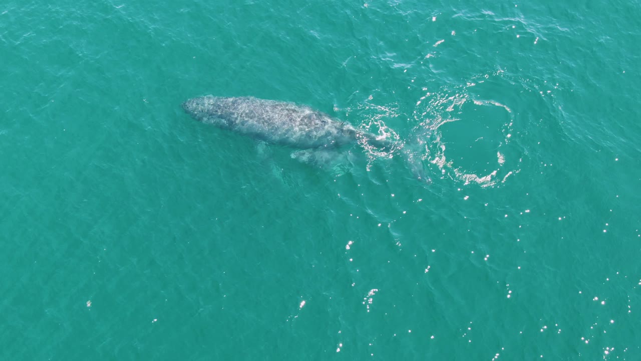 Adult whale near the surface in turquoise ocean water.