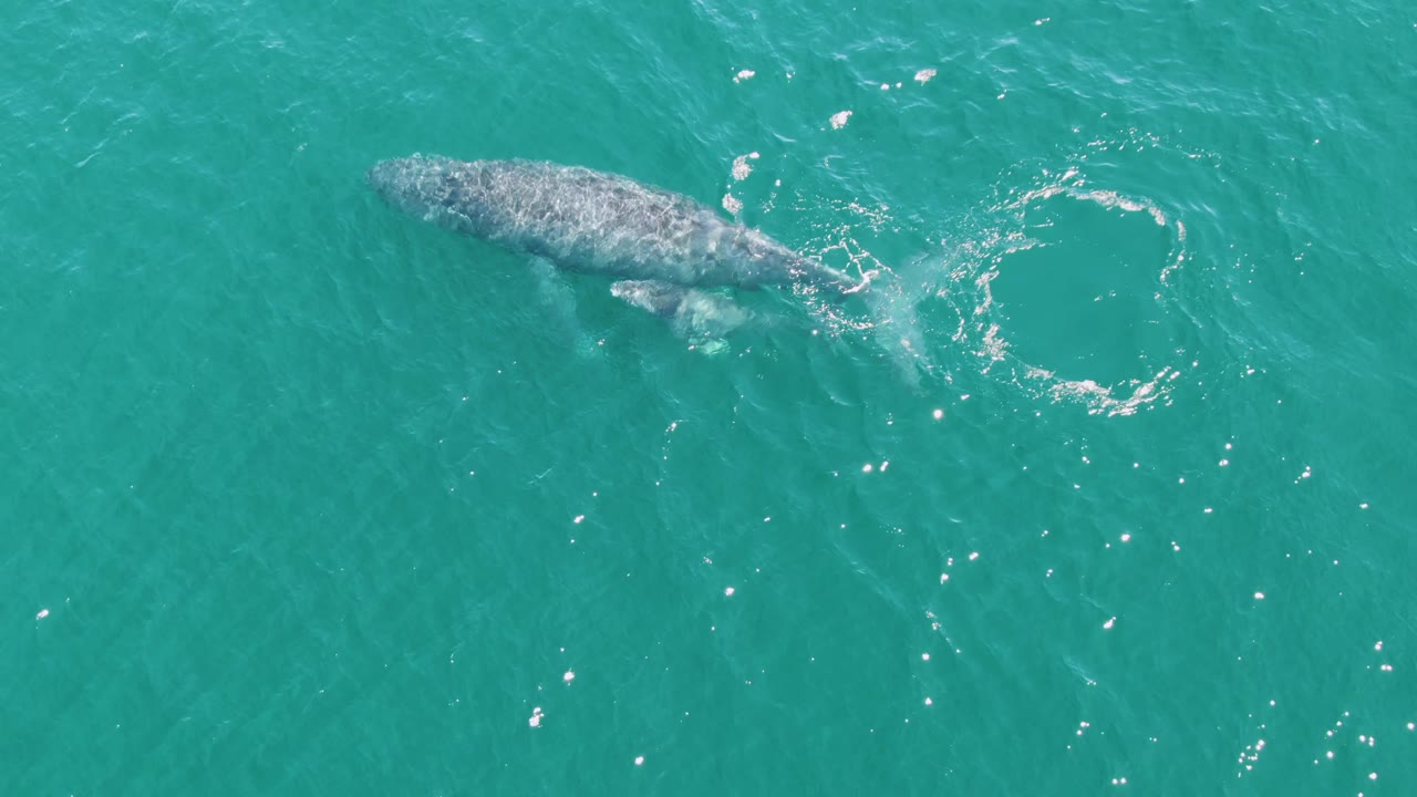 The adult whale continues beneath the turquoise ocean surface at Punta Gorda Beach, Baja California Sur, beside a circular patch of bubbles and no visible people.