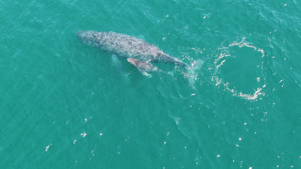 Overhead frame at Punta Gorda Beach, Baja California Sur, where the adult whale is near the surface and the calf starts to show beside it in turquoise water, with no visible people.