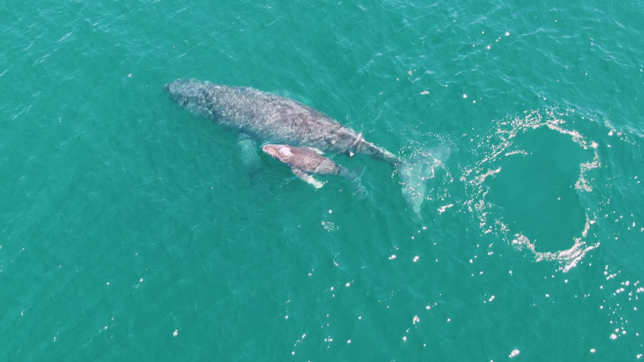 At Punta Gorda Beach, Baja California Sur, the adult whale and calf swim side by side in turquoise water near a larger ring of bubbles, with no visible people.