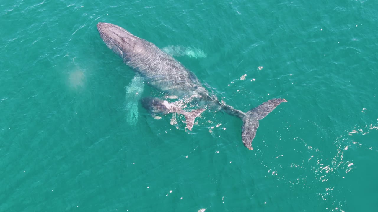Overhead frame of a humpback whale swimming through turquoise water at Punta Gorda Beach, Baja California Sur, with tail flukes trailing left and no visible people.
