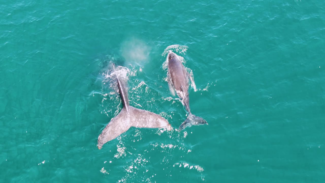 Two whales near the ocean surface in turquoise water