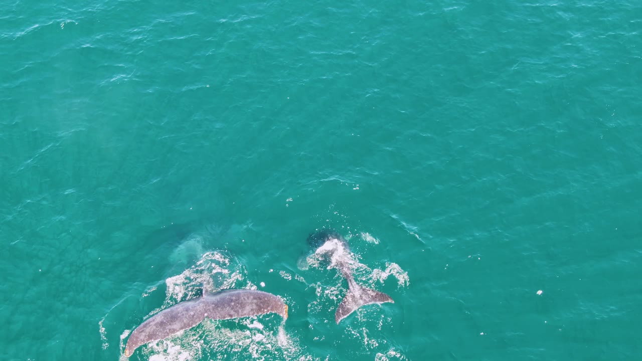 The two whales are farther apart in the turquoise water at Punta Gorda Beach, with white foam tracing their movement and no visible people or vessels.