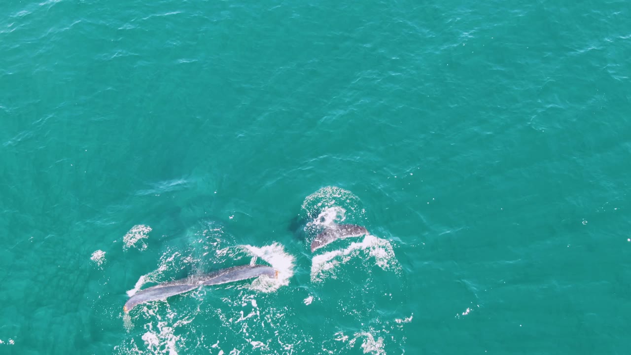 A whale is partly visible beneath the clear water at Punta Gorda Beach, while bubbles and white surface disturbance mark the dive path with no visible people.