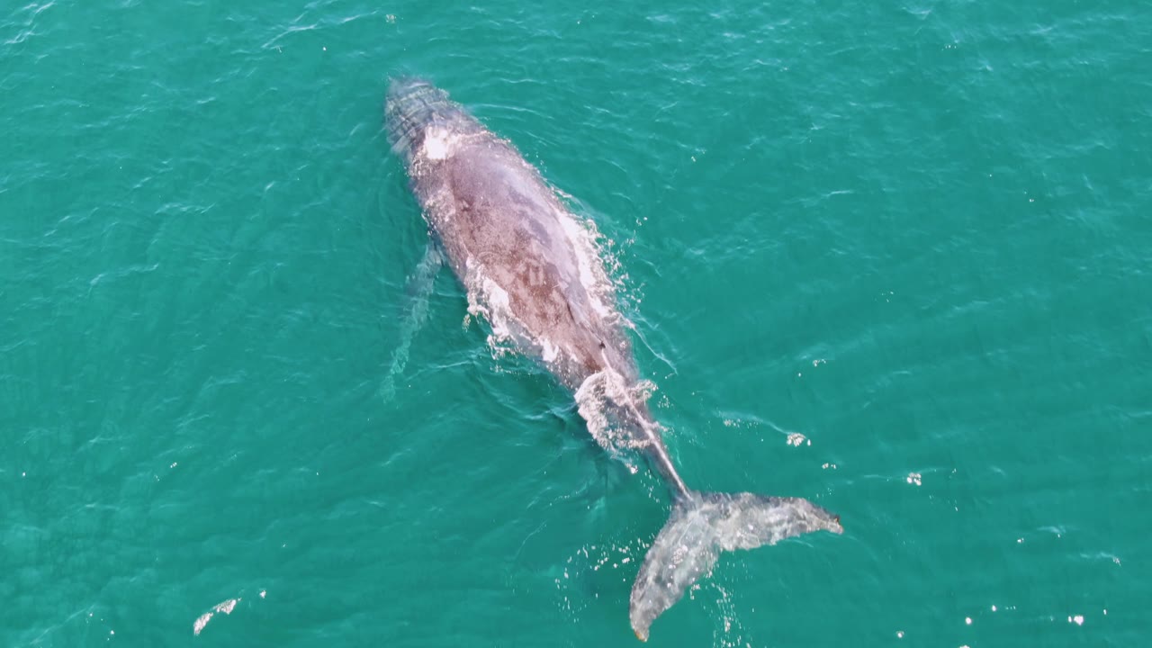 A whale swims near the surface in turquoise ocean water at Punta Gorda Beach, Baja California Sur, with its back and tail visible and no visible people.