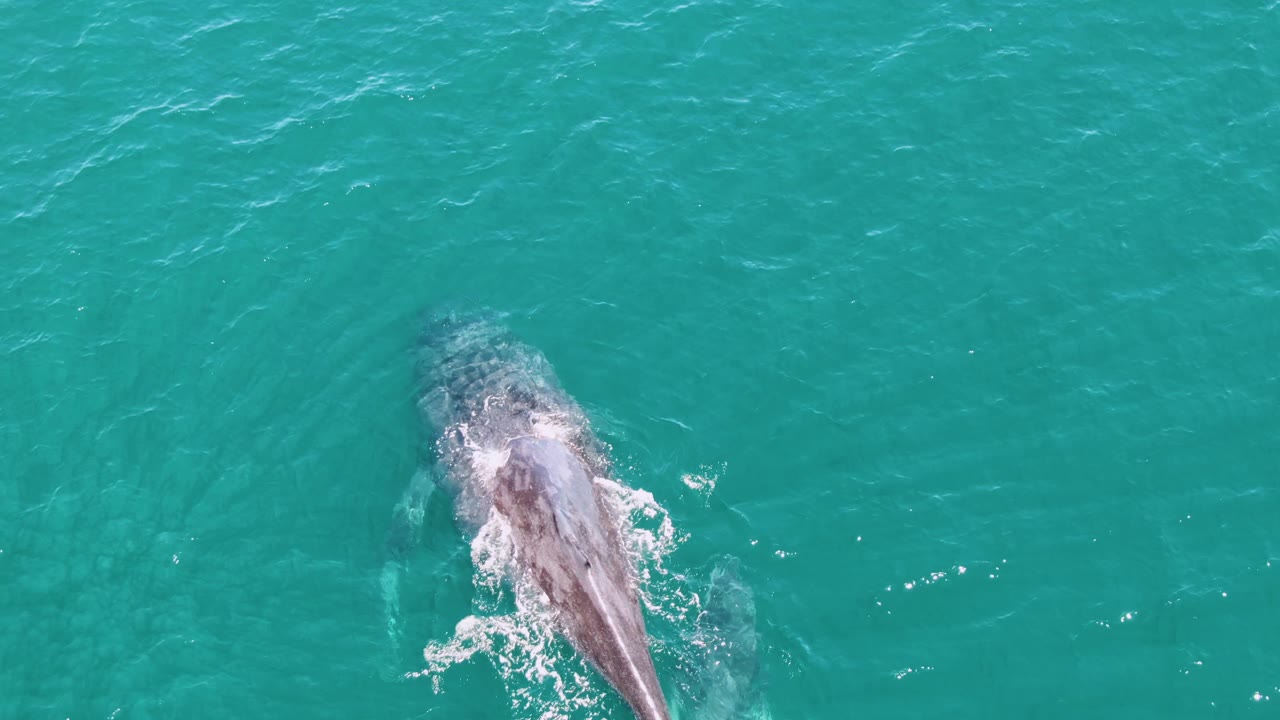 A whale surfaces in the upper right of the frame at Punta Gorda Beach, Baja California Sur, with bright turquoise water around it and no visible people.