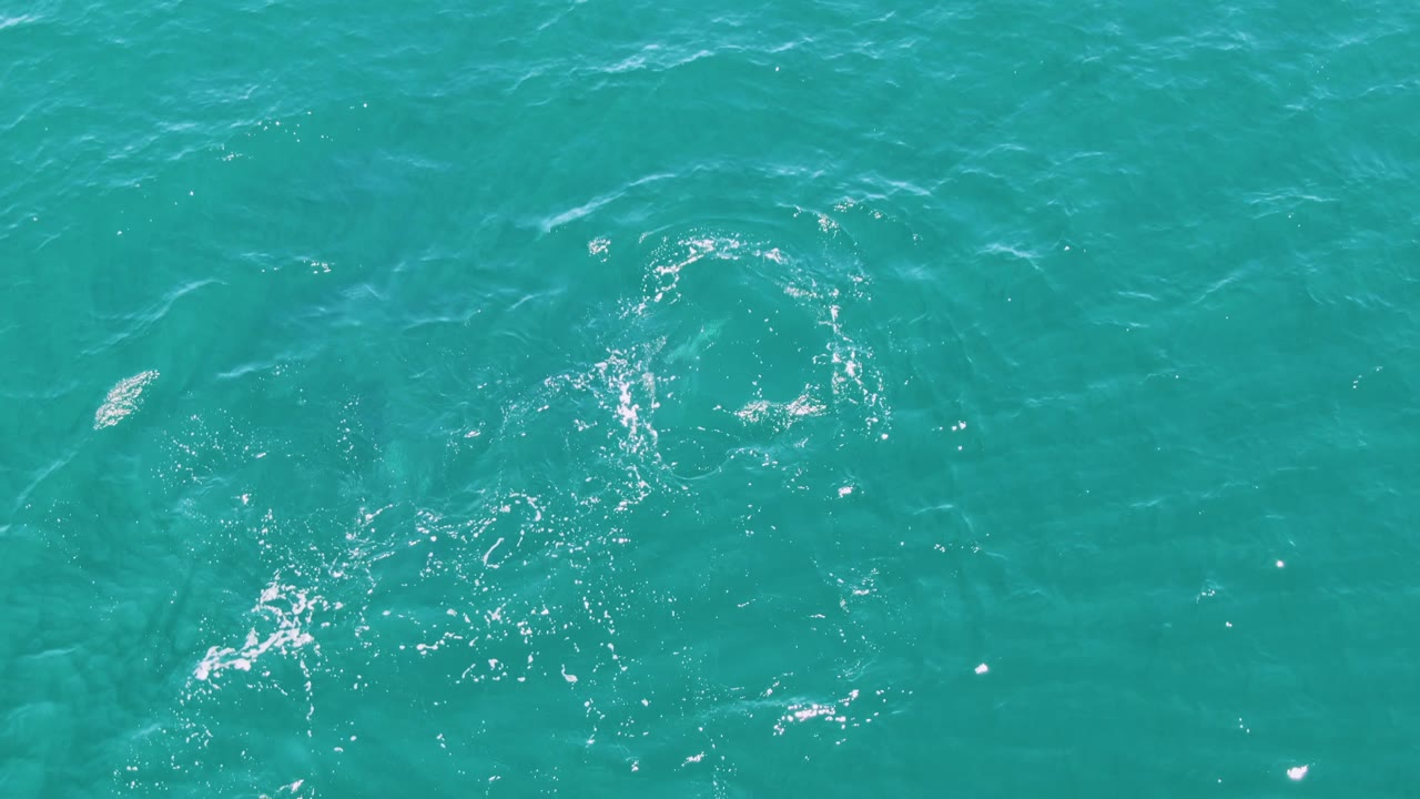 Fish beneath clear turquoise ocean water with surface ripples