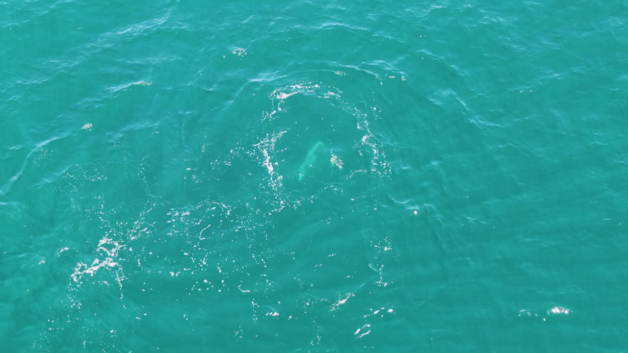 At Punta Gorda Beach in Baja California Sur, the fish sits closer to the center of the overhead water view as bright highlights break across the rippled surface, with no visible people.