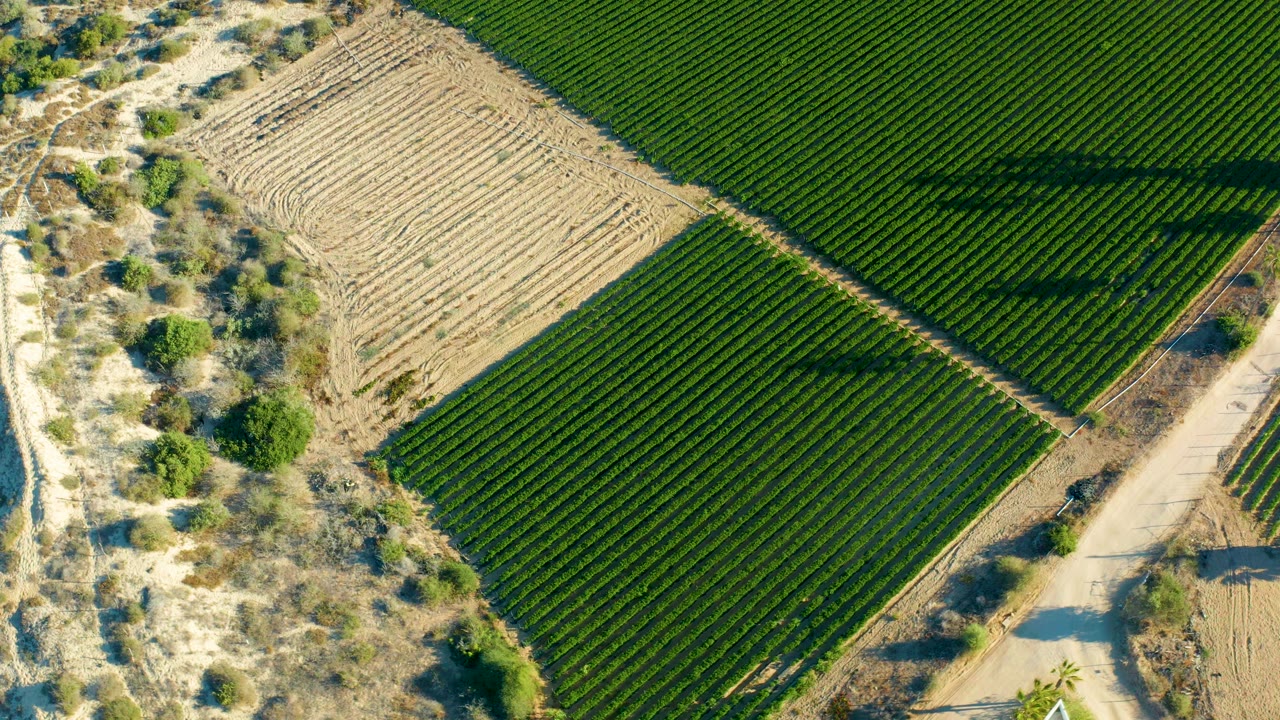 Aerial frame over Todos Santos agricultural fields where dark green rows form rectangular blocks beside pale worked soil and a dirt road, with no visible people.
