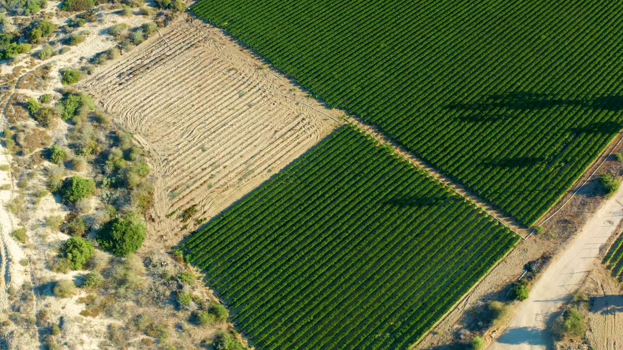 Overhead Todos Santos farmland frame with long shadows across green crop rows, a pale dirt road beside the fields, dry vegetation, and no visible people.
