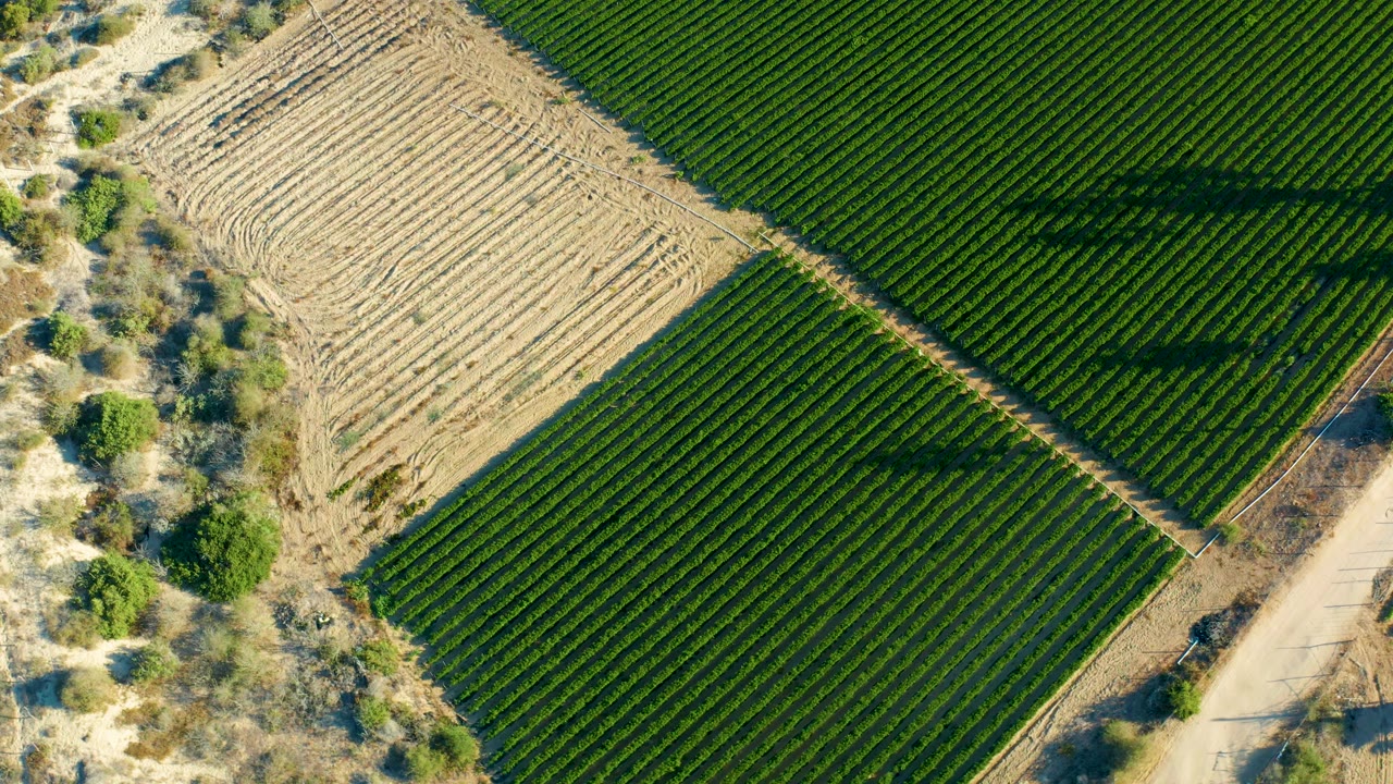 Overhead view in Todos Santos, Baja California Sur, with green crop rows beside a tan plowed field, a dirt road, scattered trees, and a dark vehicle shadow over the crops, with no visible people.