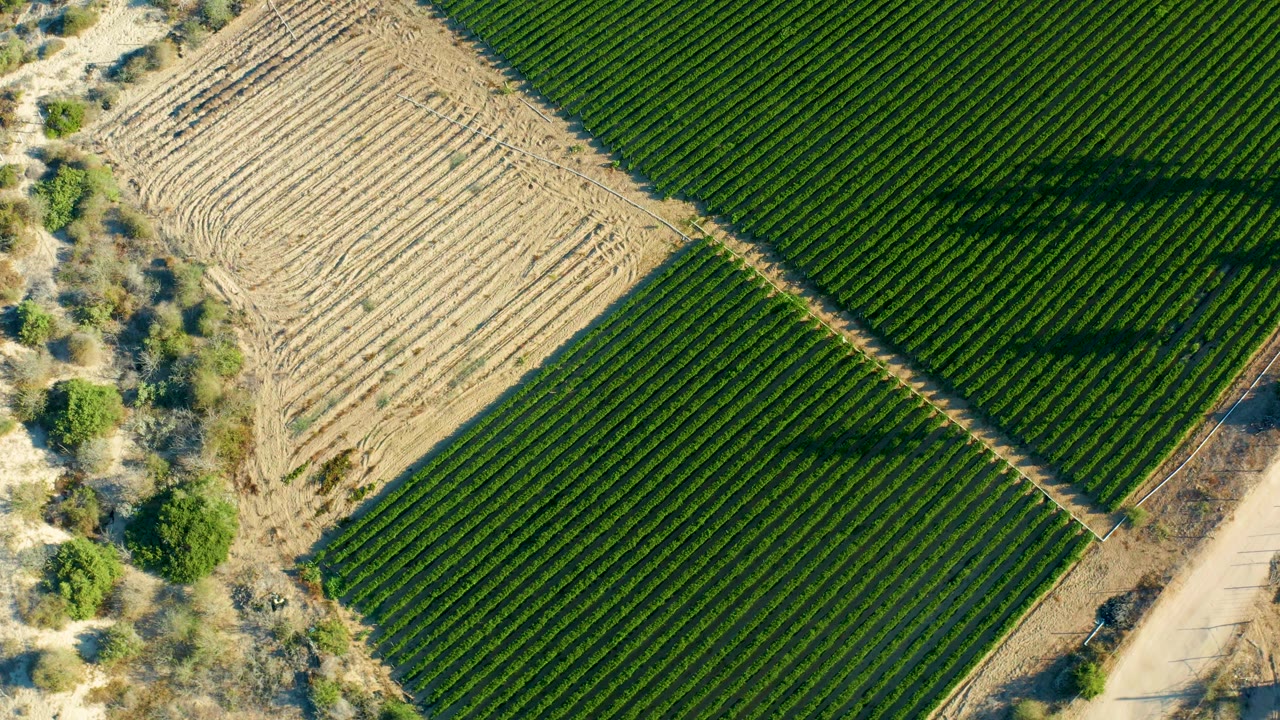 Overhead frame from Todos Santos, Baja California Sur, showing dense green field rows, a dry plowed section, roadside trees, and the vehicle shadow shifted across the crops, with no visible people.