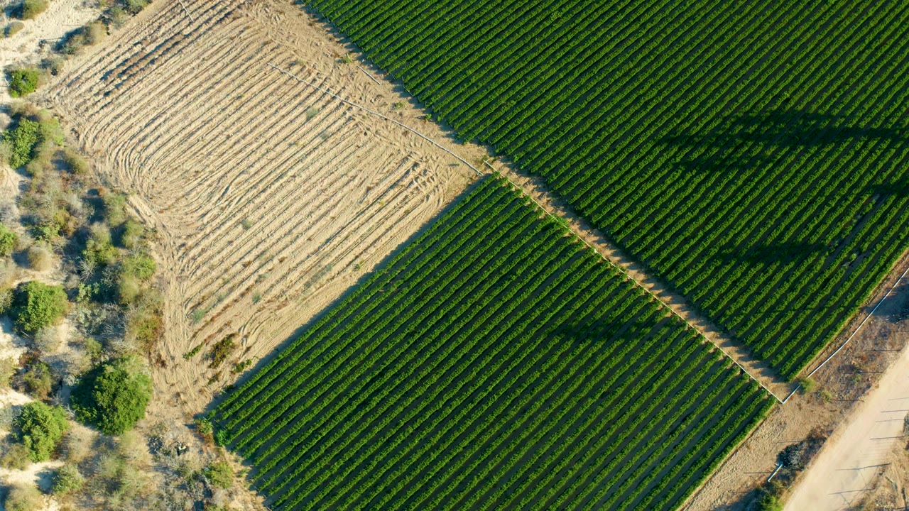 A straight-down aerial view in Todos Santos, Baja California Sur, with parallel green crop rows, a pale harvested or plowed field, a dirt road, trees, and the dark vehicle shadow crossing the rows, with no visible people.