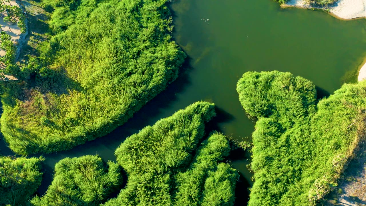 Aerial frame in Todos Santos, Baja California Sur, showing a broad dark water bend beside thick sunlit greenery and pale sand at the bank, no visible people.