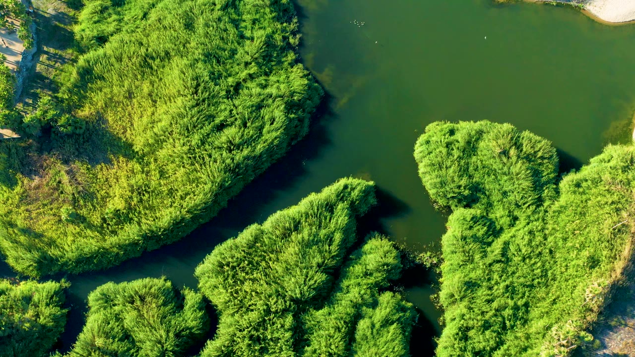 Aerial view in Todos Santos, Baja California Sur, with dense green plants filling most of the frame beside still dark river water and pale sand, no visible people.