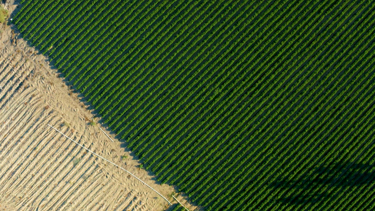 Aerial view in Todos Santos, Baja California Sur, with dense green crop rows and a narrow diagonal section of tan tilled ground, no visible people.