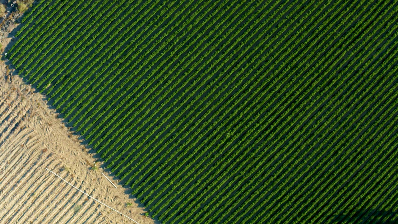 Top-down farmland frame from Todos Santos, Baja California Sur, with green crop rows, a tan track crossing diagonally, and no visible people.