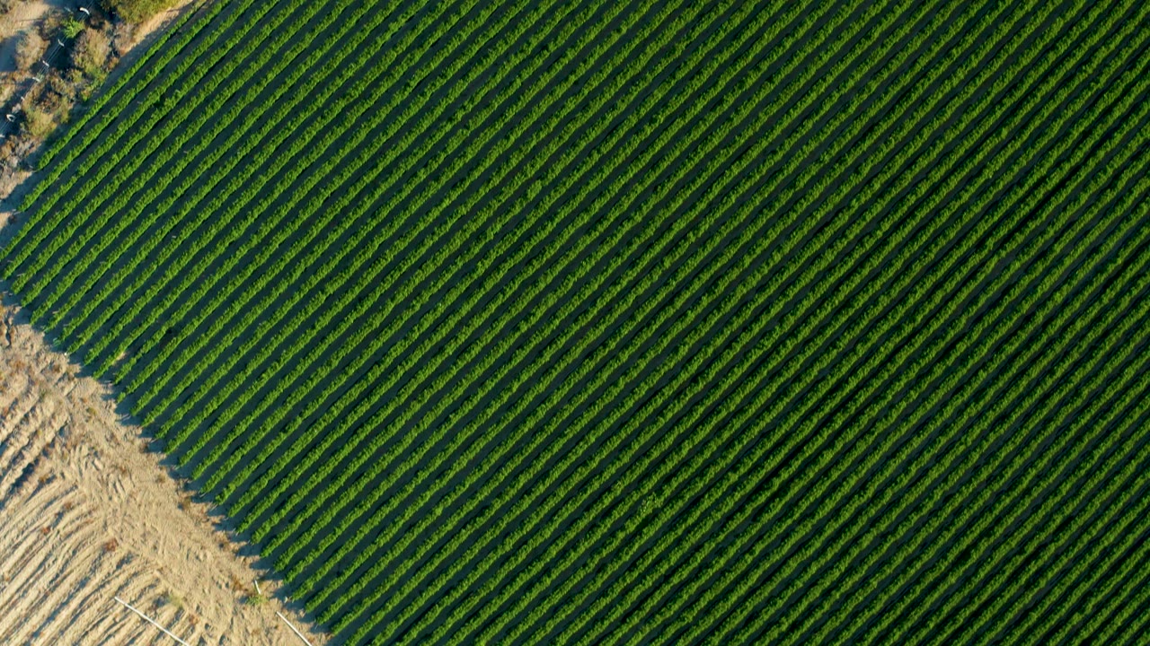 Overhead Todos Santos farmland view with green crop rows, a dirt road along the left edge, small trees, and no visible people.