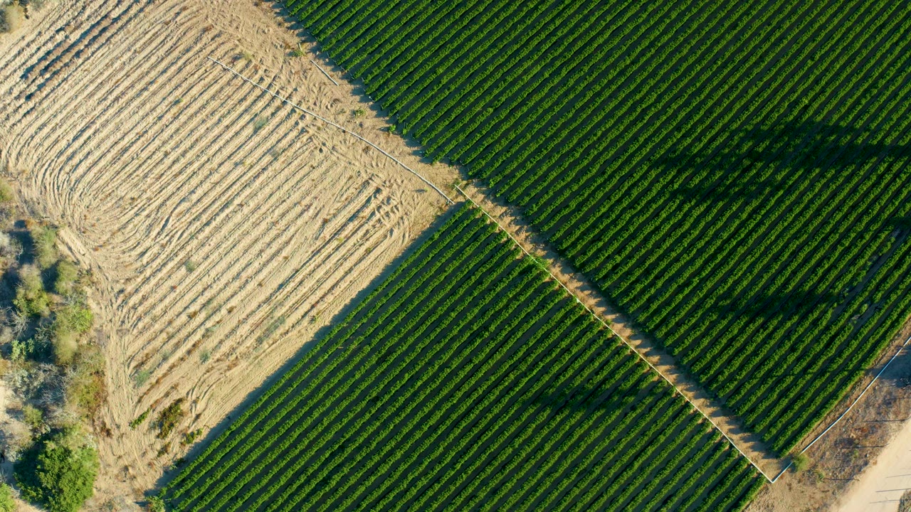 Overhead view of green crop rows beside a tan tilled field.