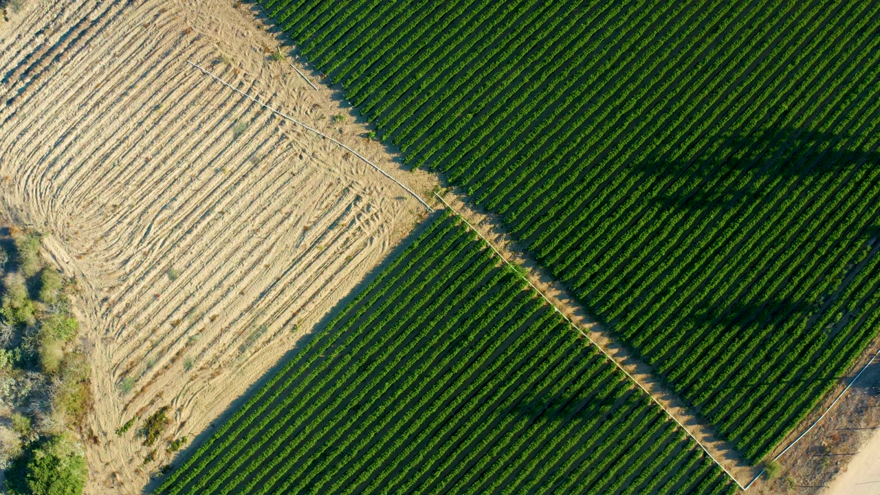 Aerial view in Todos Santos, Baja California Sur, showing dense green rows crossing the frame diagonally next to pale tilled soil and no visible people.