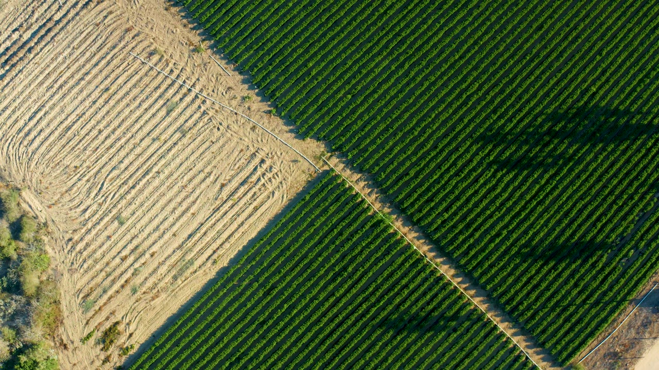 Top-down Todos Santos farmland frame with dark green planted rows, dry tan tilled rows, a narrow dirt boundary, tree shadows, and no visible people.