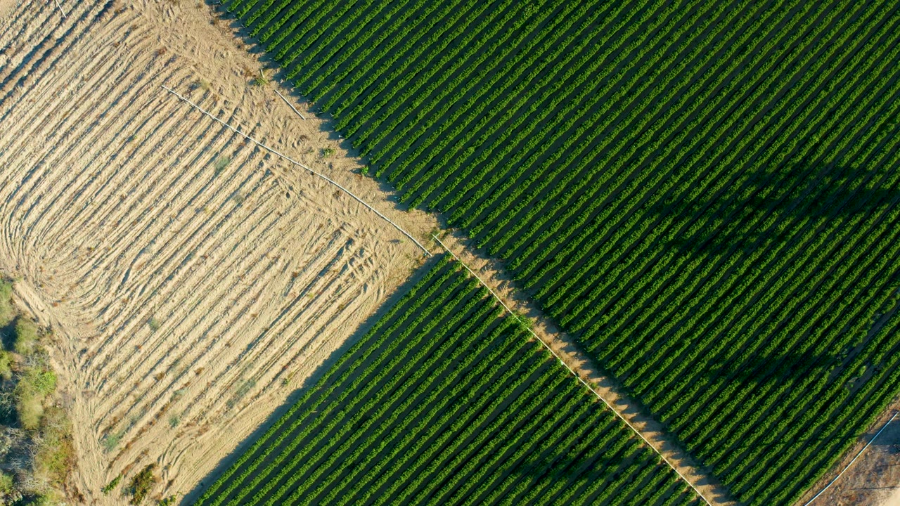 Overhead frame from Todos Santos, Baja California Sur, with the tilled field lower left, green crop rows across the center, long shadows, and no visible people.