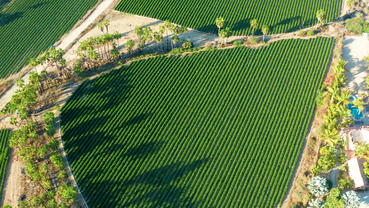 Mid-clip overhead view in Todos Santos showing evenly spaced green crop rows, dark diagonal shadows from nearby trees, bordering palms, dirt road, and no visible people.