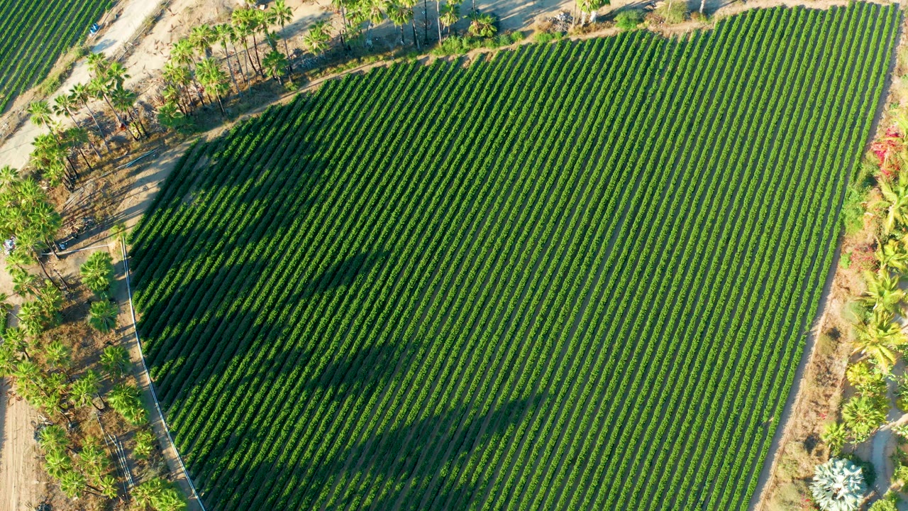 Top-down aerial view of orderly green crop rows in Todos Santos, Baja California Sur, with a dirt road and tree shadows along the left edge, no visible people.
