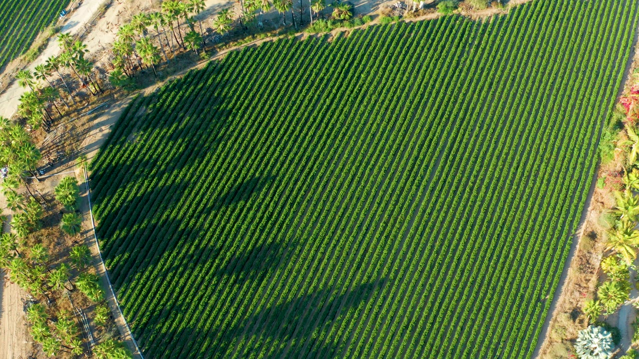 Overhead frame of green crop rows in Todos Santos with long shadows from roadside trees crossing the field edge, no visible people.