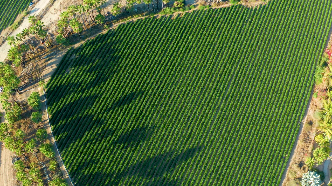 Aerial view of dense green agricultural rows in Todos Santos, with the road and tree line shifted slightly along the frame edge, no visible people.