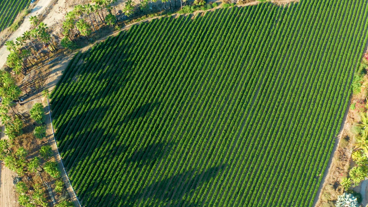 Top-down view of diagonal green crop rows in Todos Santos with dry roadside ground and trees at the border, no visible people.