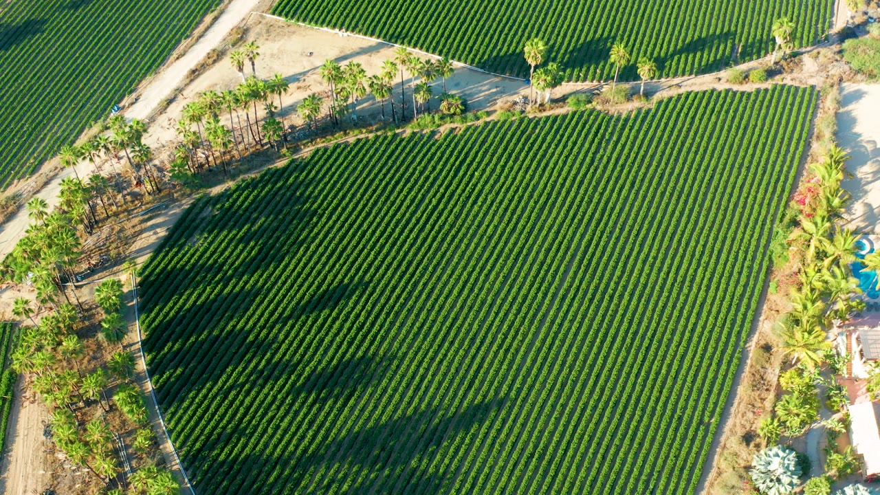 Overhead crop rows bordered by sandy paths and palm shadows.