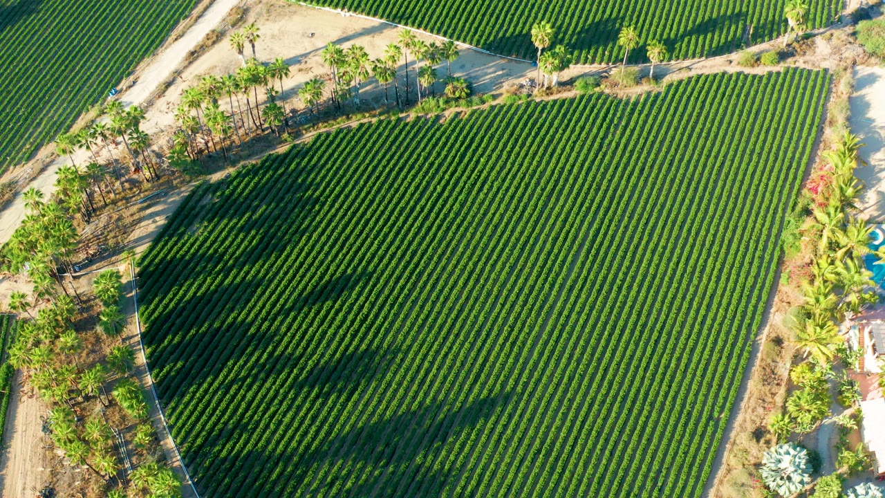Aerial frame over a Todos Santos crop field where tight green rows run diagonally and palm shadows stretch across the plants, no visible people.